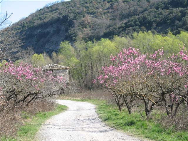 de abrikozen bloeien